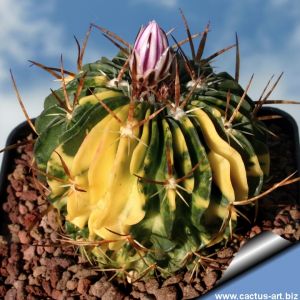 Echinofossulocactus sp. f. variegata