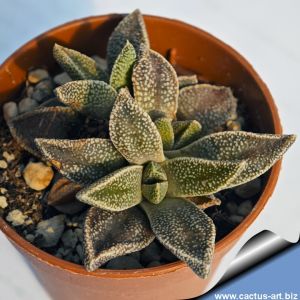 Nananthus margaretiferus Ariamsvlei, Namibia