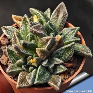 Nananthus margaretiferus Ariamsvlei, Namibia