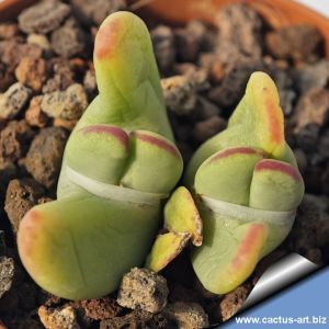Conophytum lacteum f. minor