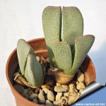 Cheiridopsis excavata Platbakkies, Northern Cape, South Africa