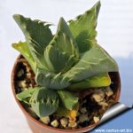 Faucaria sp. Wembley, Grahamstown, Eastern Cape, South Africa