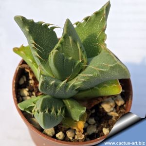 Faucaria sp. Wembley, Grahamstown, Eastern Cape, South Africa