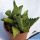 Faucaria sp. Wembley, Grahamstown, Eastern Cape, South Africa