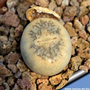 Lithops steineckeana C388