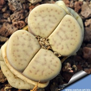 Lithops vallis-mariae C060 30km South-South-West of Mariental, Namibia