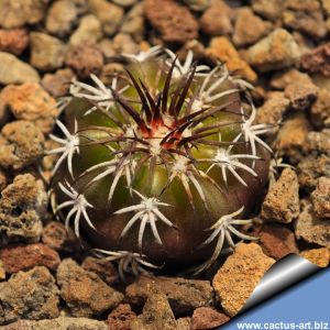 Discocactus hybrid horstii x diersianus