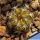 Discocactus hybrid horstii x diersianus