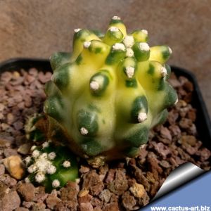 Echinocereus triglochidiatus v. inermis f. variegata