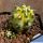 Echinocereus triglochidiatus v. inermis f. variegata
