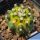 Echinocereus triglochidiatus v. inermis f. variegata