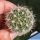 Weingartia longigibba KK867 Rio Chico, Oropeza, Bolivia, 2500m