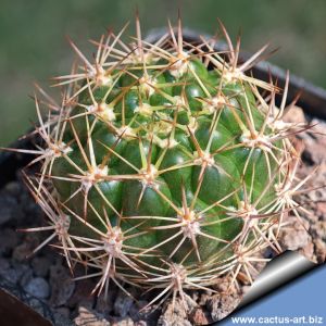 Weingartia longigibba KK867 Rio Chico, Oropeza, Bolivia, 2500m