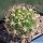 Weingartia longigibba KK867 Rio Chico, Oropeza, Bolivia, 2500m