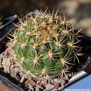 Weingartia longigibba KK867 Rio Chico, Oropeza, Bolivia, 2500m