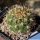 Weingartia longigibba KK867 Rio Chico, Oropeza, Bolivia, 2500m