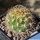 Weingartia longigibba KK867 Rio Chico, Oropeza, Bolivia, 2500m
