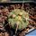 Gymnocalycium armatum VS579 N Paichu Centro, 2617m, Tarija, Bolivia