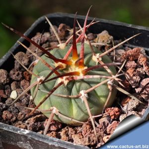Gymnocalycium armatum VS579 N Paichu Centro, 2617m, Tarija, Bolivia