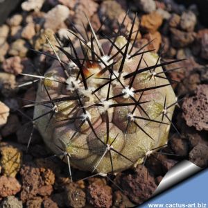 Copiapoa columna-alba GCG15015, L35 entronque II.Taltal - Cifuncho, Antofagasta, Chile