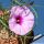 Ipomoea bolusiana
