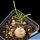 Ipomoea bolusiana