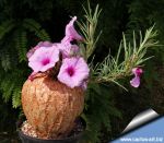 Ipomoea bolusiana