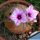 Ipomoea bolusiana