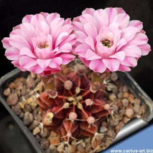 Gymnocalycium mihanovichii WINE RED (Japanese cultivar)