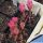 Gymnocalycium mihanovichii WINE RED (Japanese cultivar)