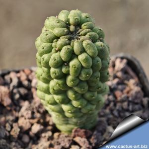 Larryleachia dinteri (marlothii)