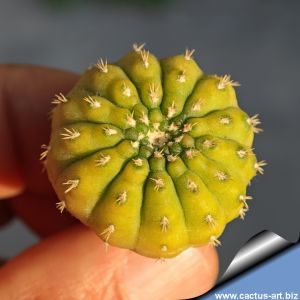 Gymnocalycium cv. YELLOW BASTARD