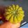 Gymnocalycium cv. YELLOW BASTARD