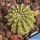 Gymnocalycium cv. YELLOW BASTARD