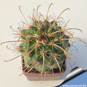 Parodia maassii (borealis) KK992 Tocla, Nor-Chicas, Bolivia,2800m