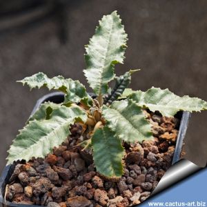 Dorstenia crispa