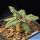Dorstenia crispa