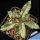 Dorstenia crispa