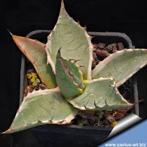 Agave parrasana f. variegata