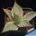 Agave parrasana f. variegata (albomarginata)