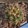 Gymnocalycium andreae P199 El Condor, Cordoba, Argentina, 2000m