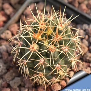 Gymnocalycium andreae P199 El Condor, Cordoba, Argentina, 2000m