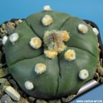 Astrophytum asterias "nudum" 5 RIBS