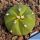 Astrophytum asterias "nudum" 5 RIBS