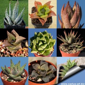 Haworthia sp. (mixed forms)