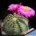 Echinocereus pulchellus v. amoenus