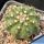 Echinocereus pulchellus v. amoenus