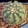 Echinocereus pulchellus v. amoenus