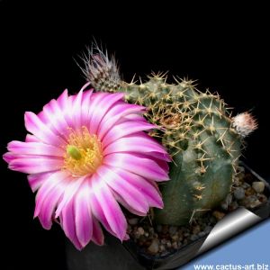 Echinocereus pulchellus v. amoenus