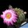 Echinocereus pulchellus v. amoenus